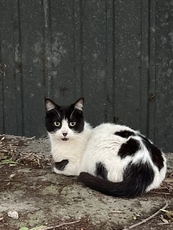 Evening street cats and cooking scenes documented in Pazardzhik