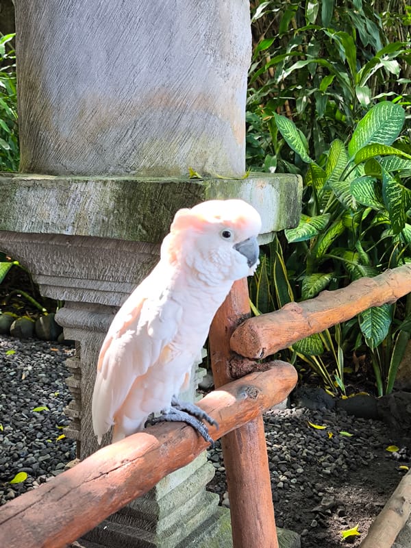 Wildlife park with exotic animals and Balinese architecture documented