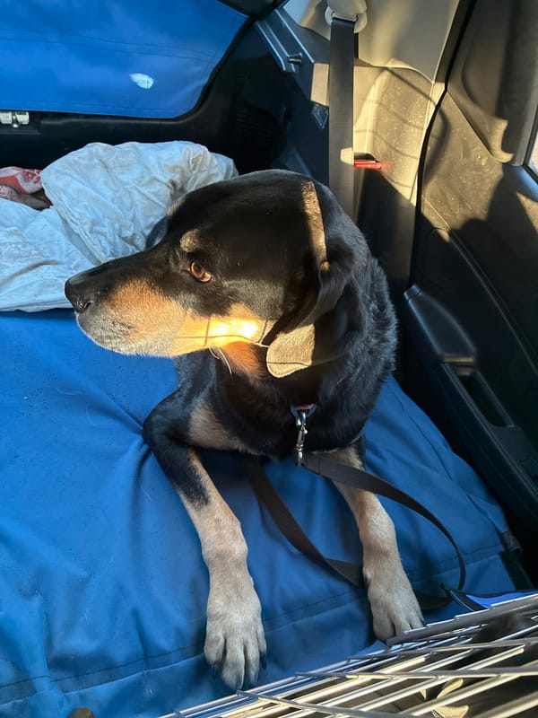 Dog rests in vehicle back in London