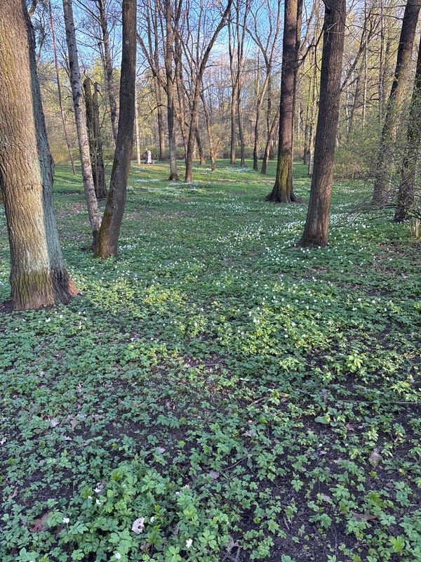 Spring scenes documented across Saint Petersburg parks and transit