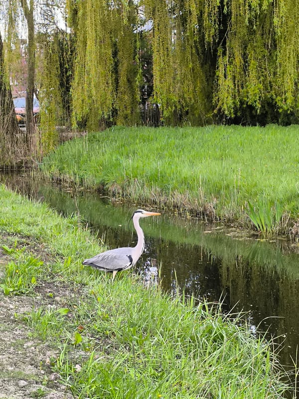 Grey heron spotted by stream in Alkmaar, Netherlands