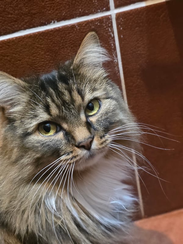 Close-up shots of a tabby cat in Omsk