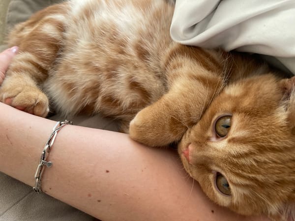 Ginger tabby cat lounging close-up, Kommunarka