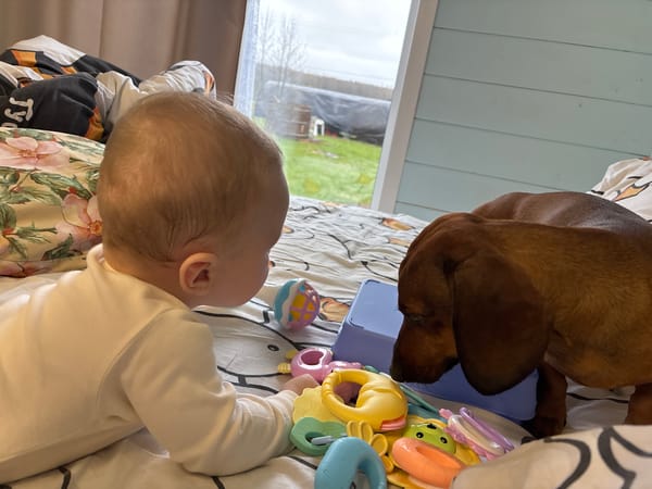 Morning routine with baby and dachshund in Russian home