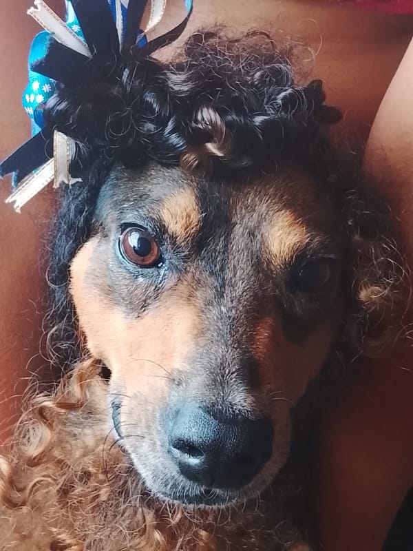 Family dresses up dog in hats during playful afternoon