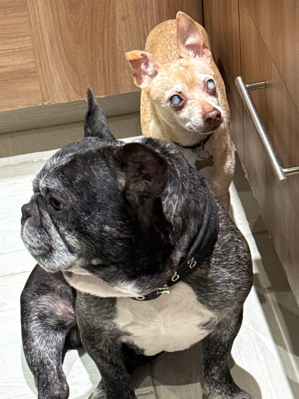 Two French Bulldogs rest together indoors in Mexico City