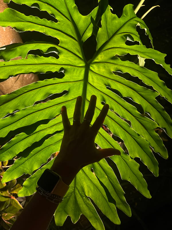 Tropical foliage and nighttime streets documented in Kuta Selatan