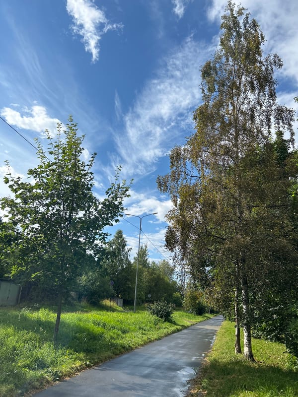 Tree-lined paths and roads on a clear summer day