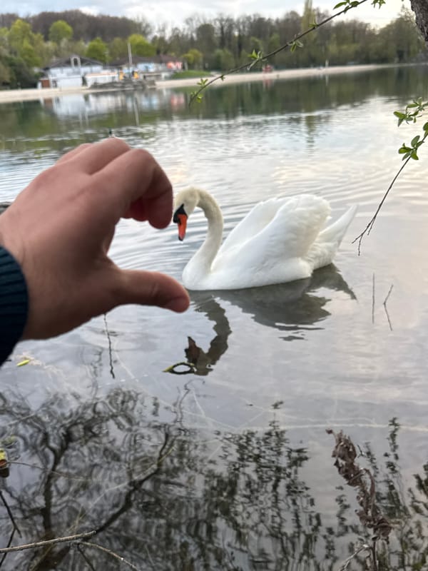 Swan feeding captured at sunset in French lake