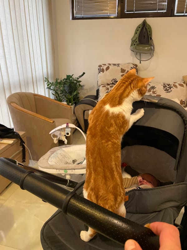 Quiet afternoon moments captured across Bar, Montenegro neighborhoods