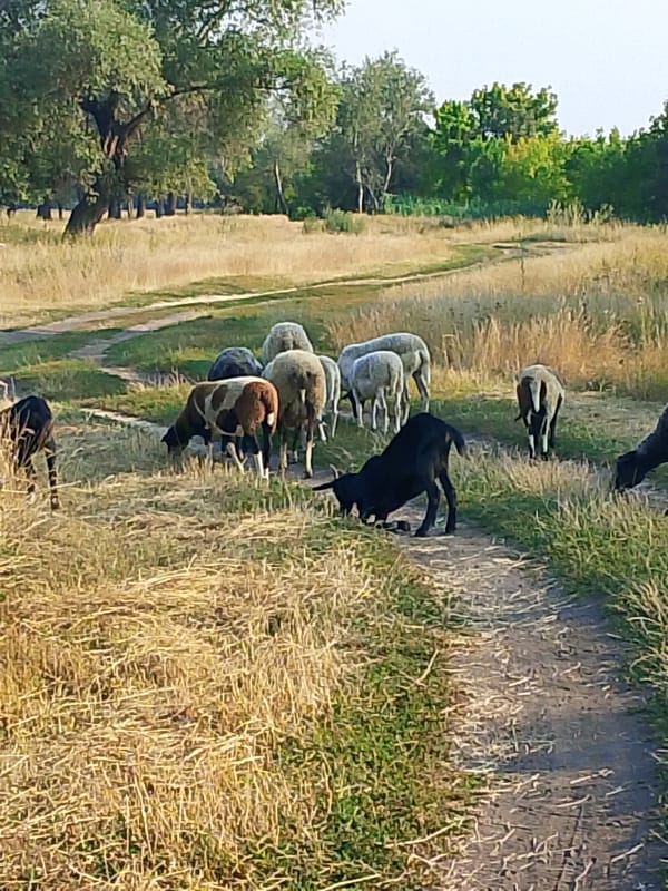 Sheep and goats grazing in a sun-dried open field