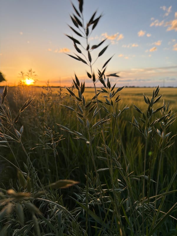 Evening walk through golden fields in Poing, Germany