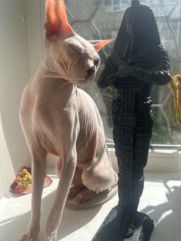 Sphynx cat's lazy windowsill morning, Togliatti
