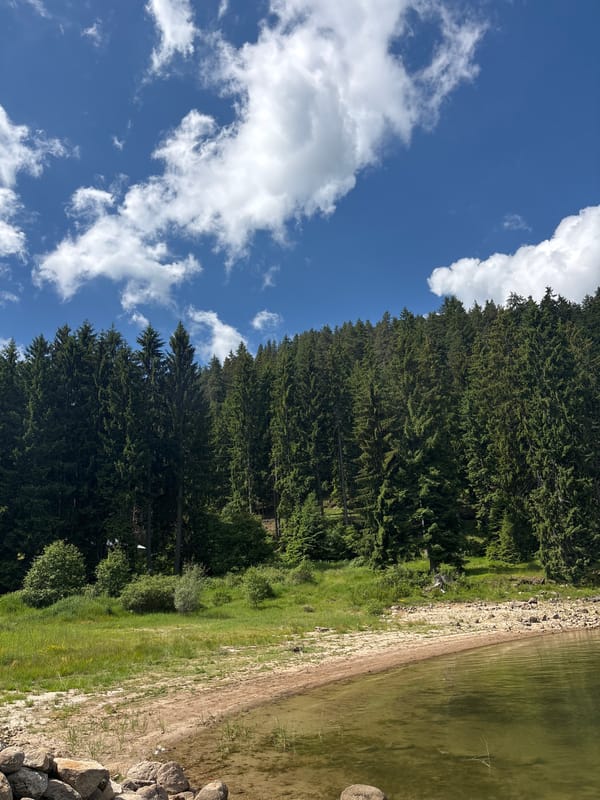 Morning at a forested lake, shoreline to sky