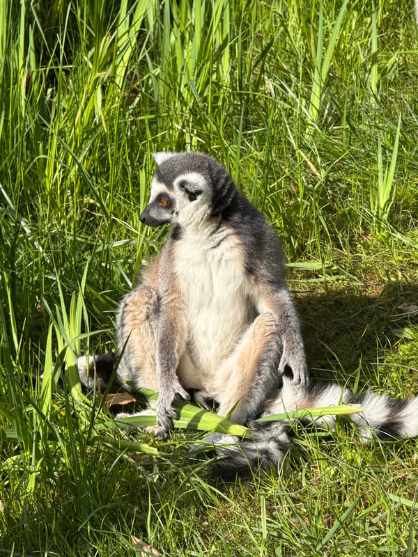 Ring-tailed lemurs observed feeding and resting in Prague enclosure
