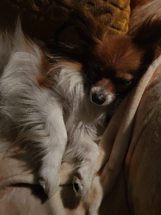 Woman and Papillon dog share quiet evening moments in Budva