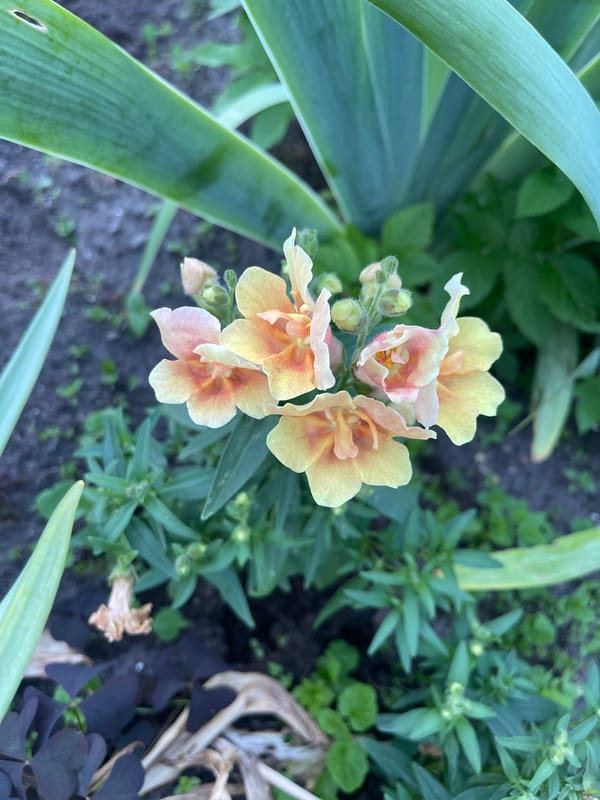 Summer afternoon in a Jelgava backyard garden