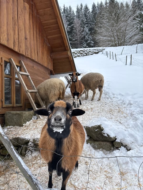 Winter farm life documented in Czech mountain villages