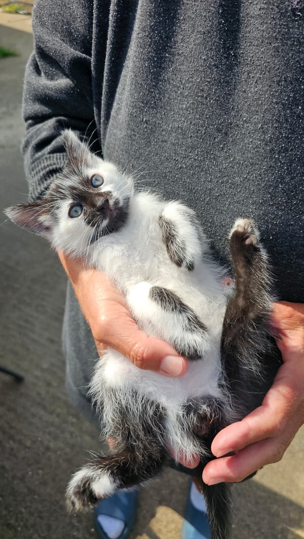Kittens and cats spotted around Tsarkva, Bulgaria afternoon