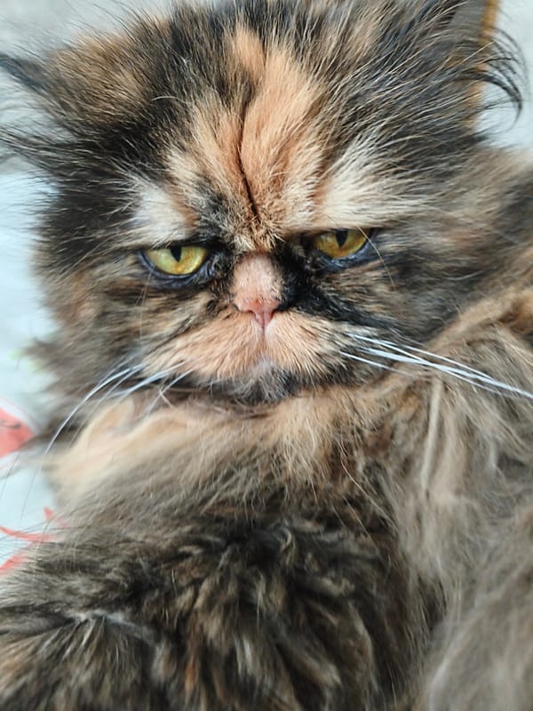 Close-up portraits of a calico cat in Donetsk