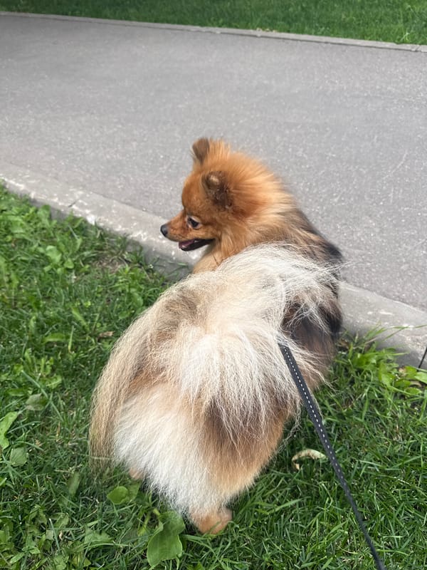 Dog walk and selfies through Moscow's modern residential district