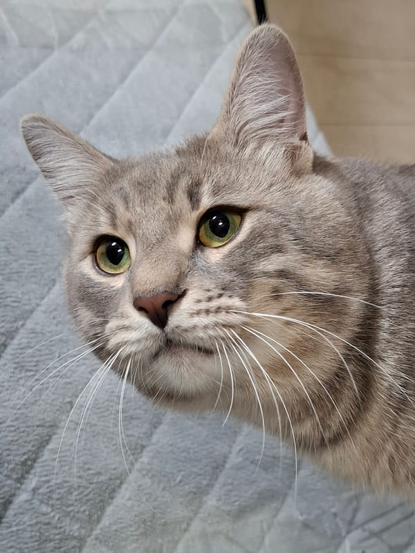 Tabby cat photographed in multiple poses in Novi Sad