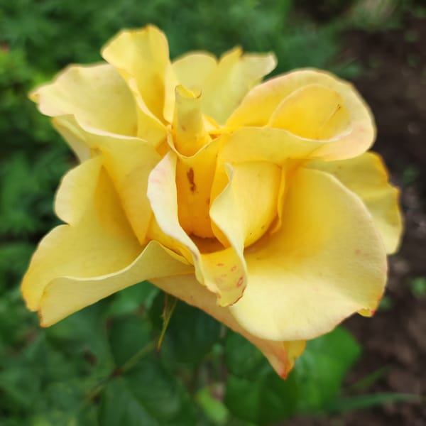 Close-up garden shots: flowers, butterflies, and berries