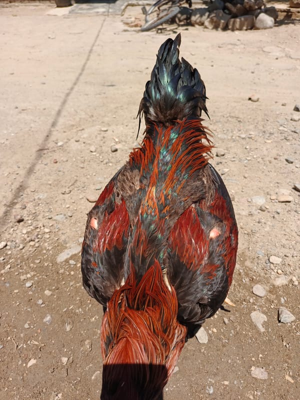 Morning domestic life with chickens, pineapples documented in Lhokseumawe