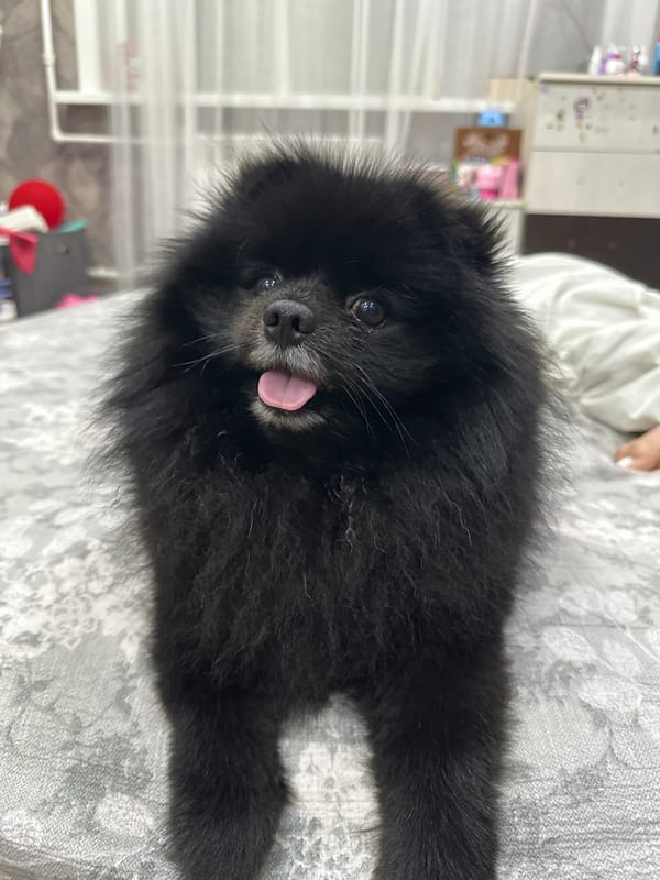 Black Pomeranian relaxing on a bed in Petropavl