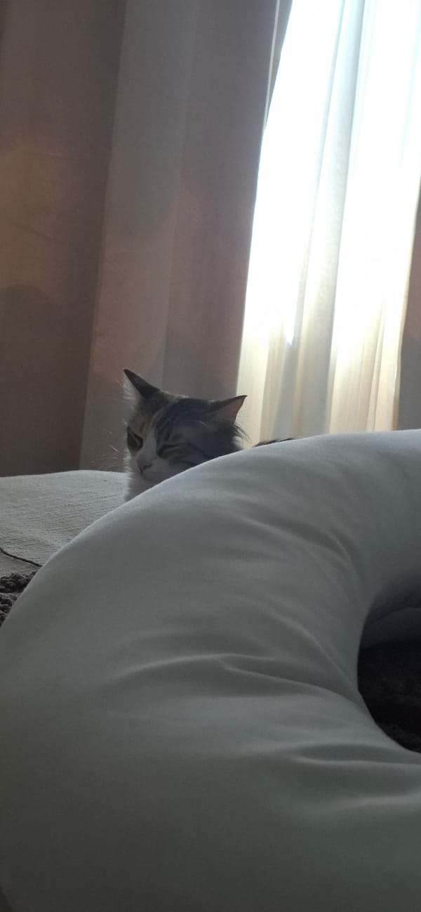 Cats and cloudy buildings captured across Puebla evening