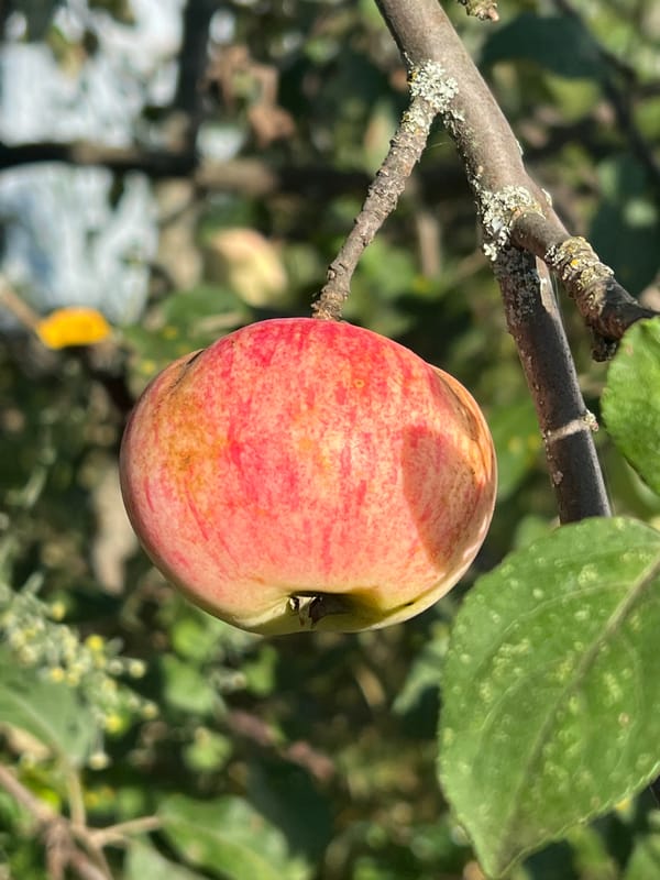 Afternoon in a Russian orchard, apples overhead and sky behind.