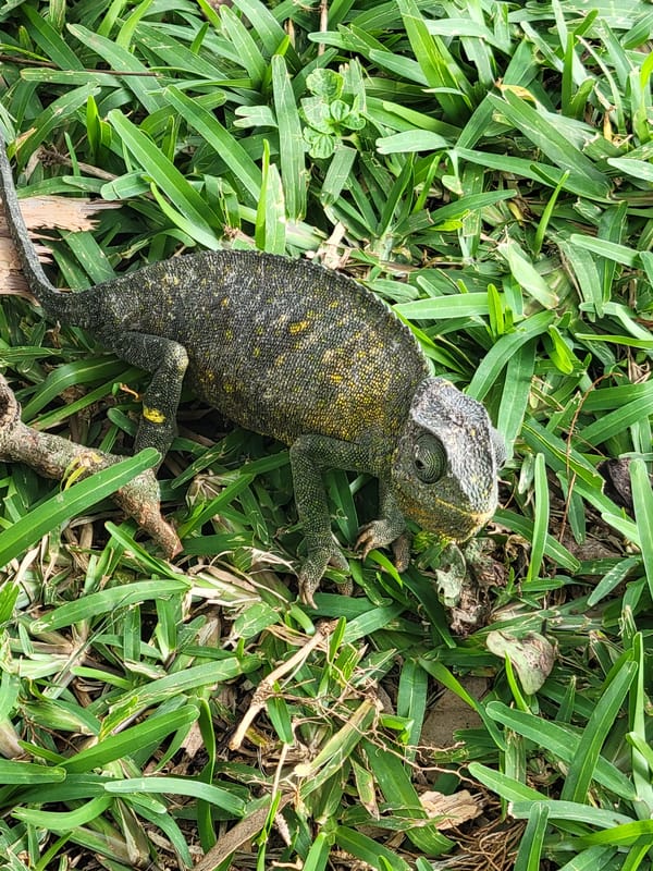 Chameleon spotted in the grass in Jos, Nigeria