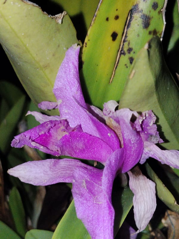 Mixed everyday objects and flowers documented in Indonesian city