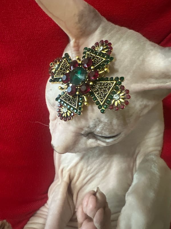 Bejeweled Sphynx cat lounges royally on red fabric in Togliatti