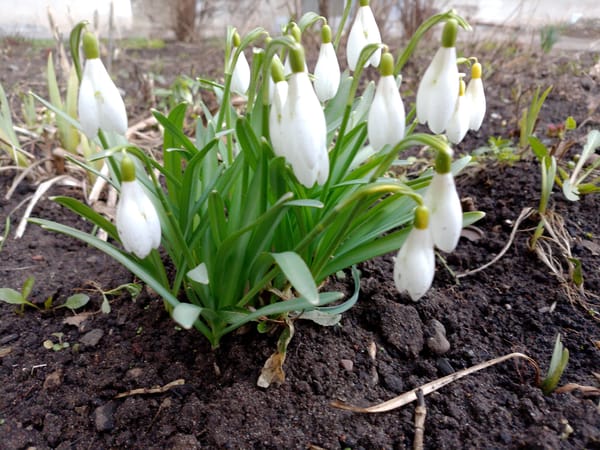 Snowdrop flowers bloom in spring soil in Izhevsk, Russia