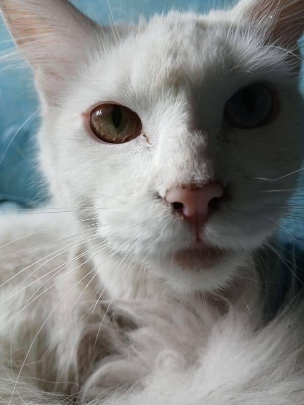 White cat with different colored eyes photographed resting