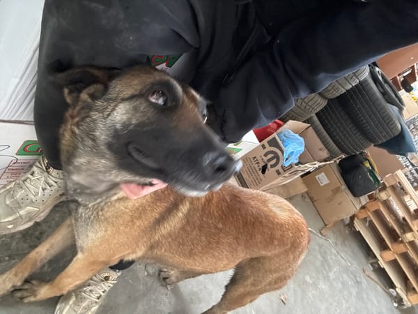 Dog rests on boxes in Bulgarian warehouse
