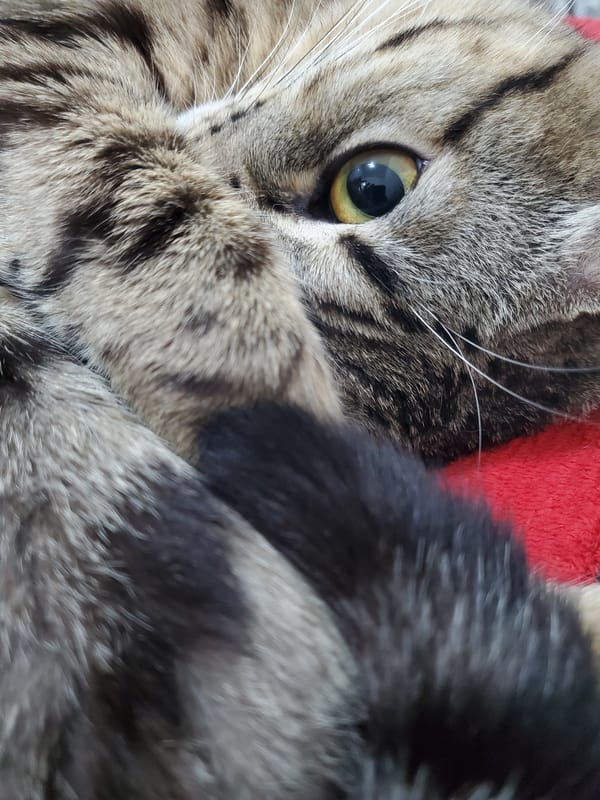 Tabby cat photographed in close-up in Curitiba, Brazil