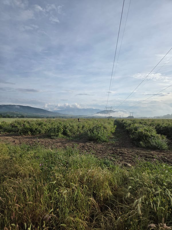 Morning agricultural landscape documented near Ivan Vazovo, Bulgaria