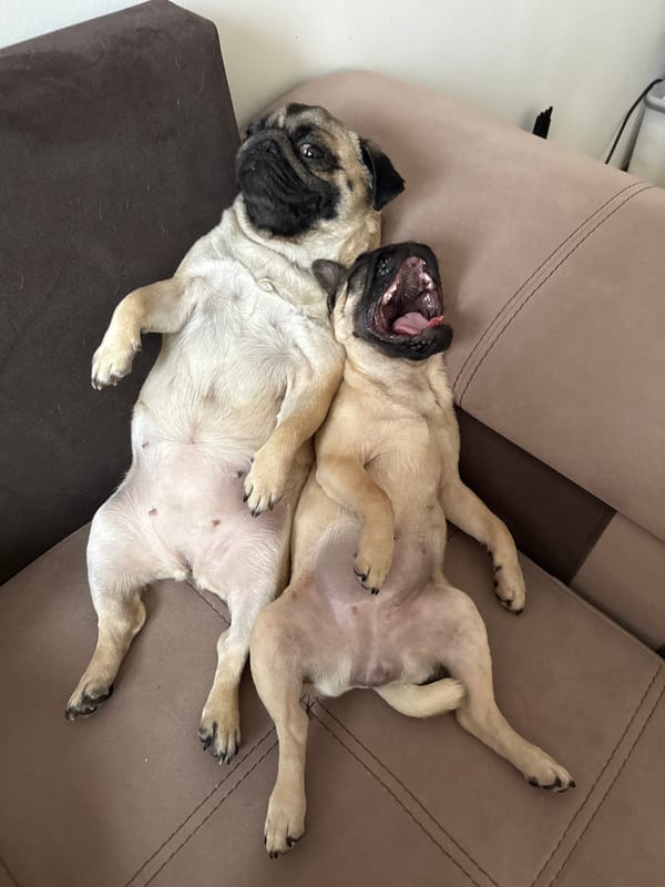 Pug dogs rest together on furniture in domestic setting