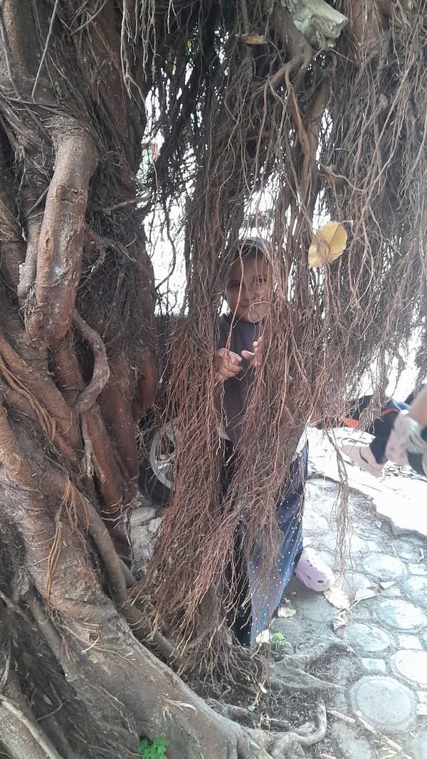 Child peeks through banyan tree roots in Lhokseumawe