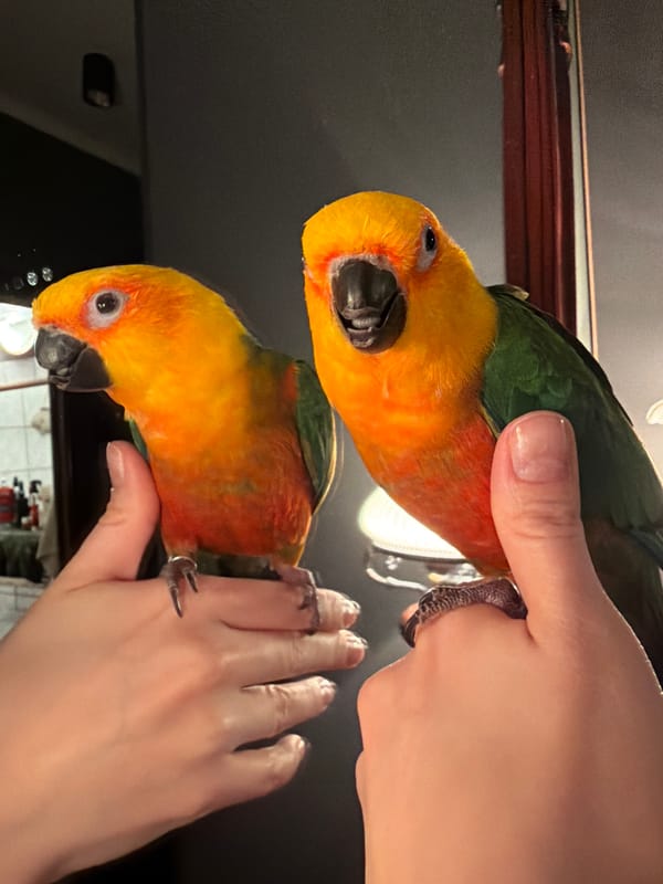 Sun conure parrot photographed in Khimki, Russia