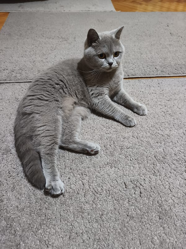 Grey cat rests on rug in Ternopil home
