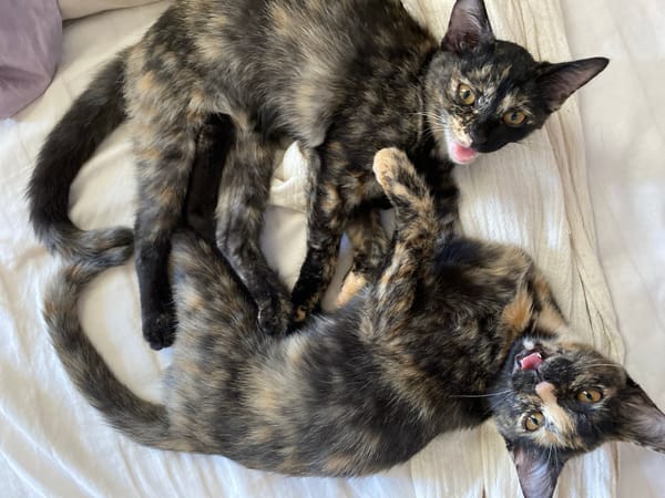 Morning moments: Person and tortoiseshell kittens share bedroom time