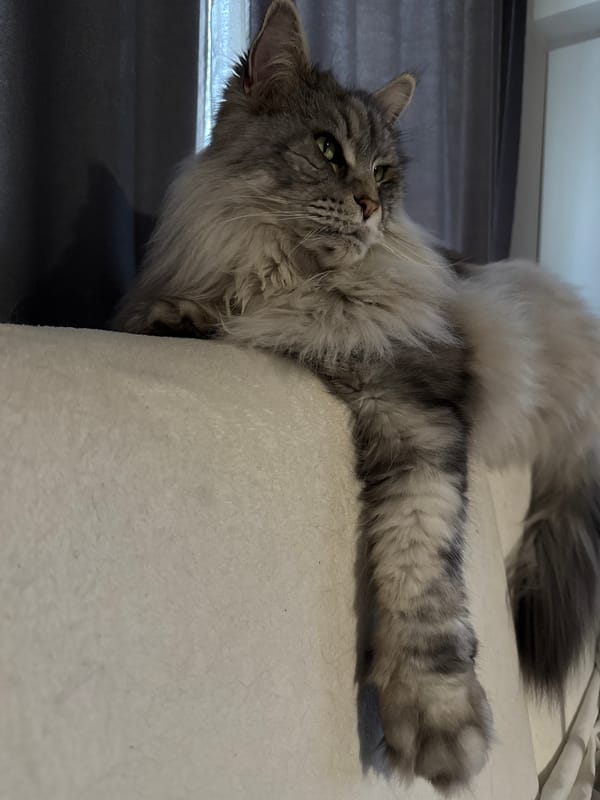 Grey tabby cat lounges on furniture in Haskovo, Bulgaria
