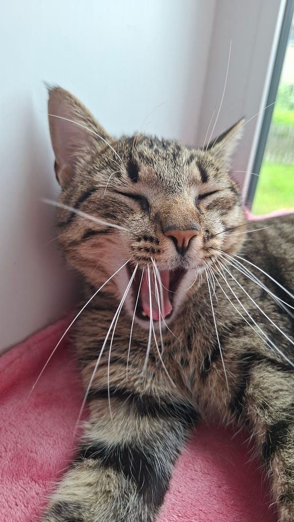 Pet owner documents afternoon cat nap session in Belarus