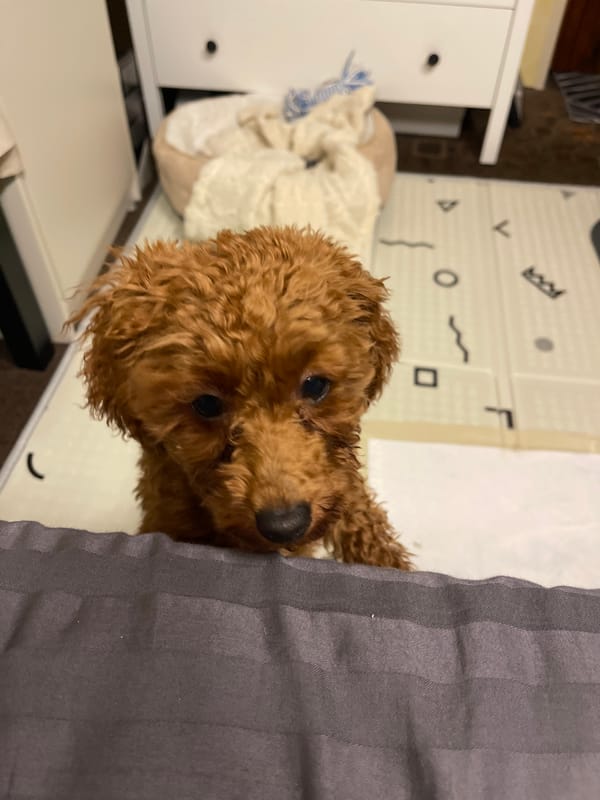 Brown poodle puppy plays at home in Sofia residence