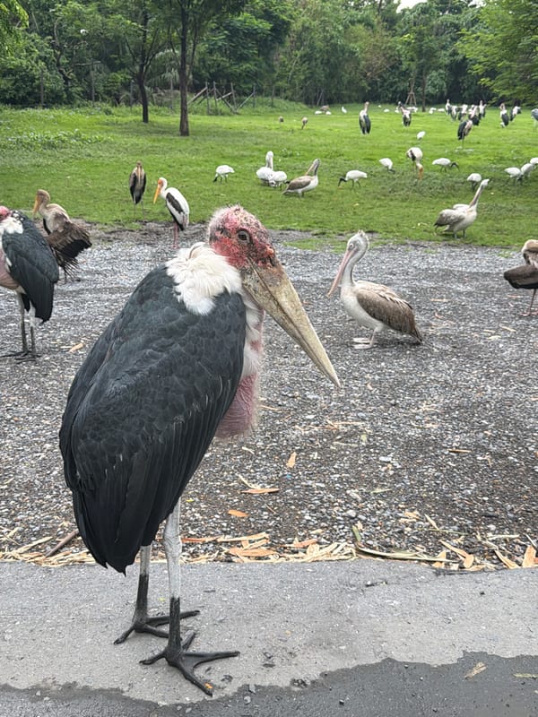 Marabou storks and pelicans congregate at Bangkok wildlife area