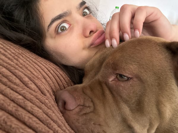 Lazy morning hangout with a brown pit bull in Malevo