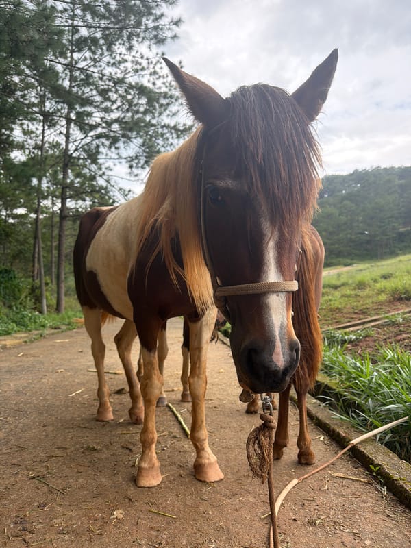 Horses on the paths of Da Lat's pine forests
